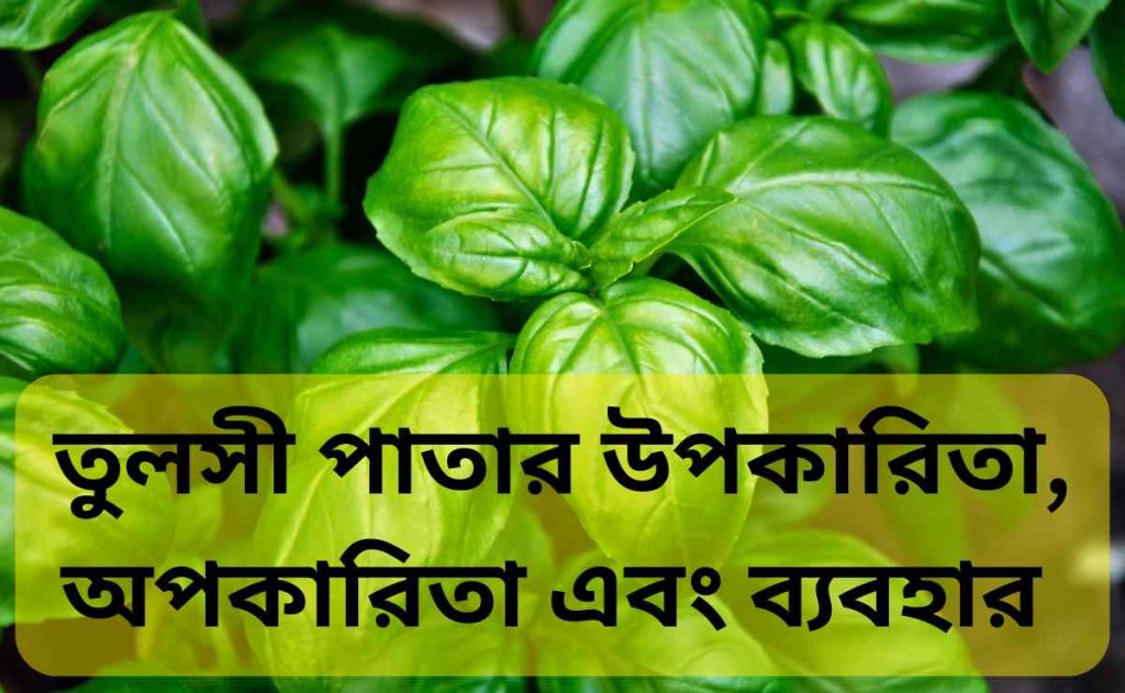 তুলসী পাতার উপকারিতা, অপকারিতা এবং ব্যবহার